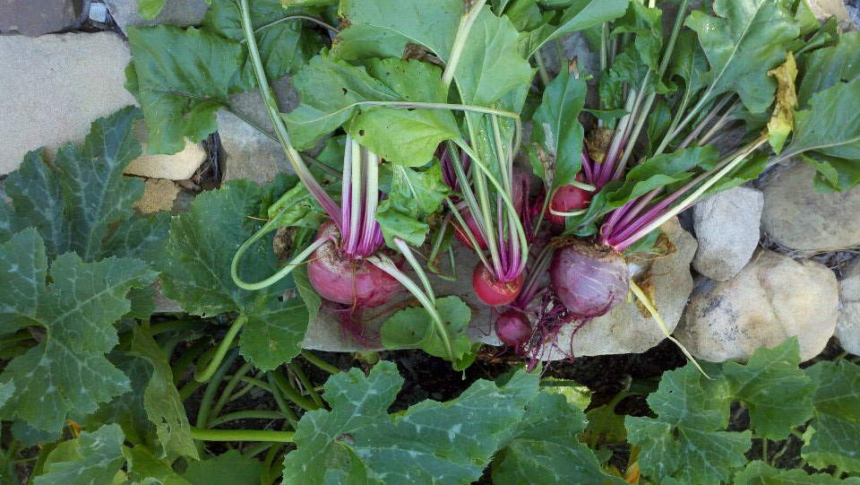 Harvested Beets