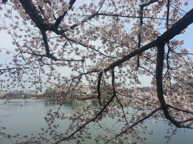 cherry blossoms 2013