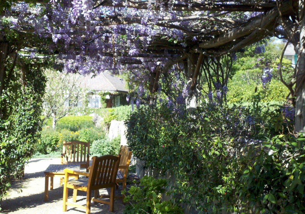 Wisteria at the San Ysidro Ranch