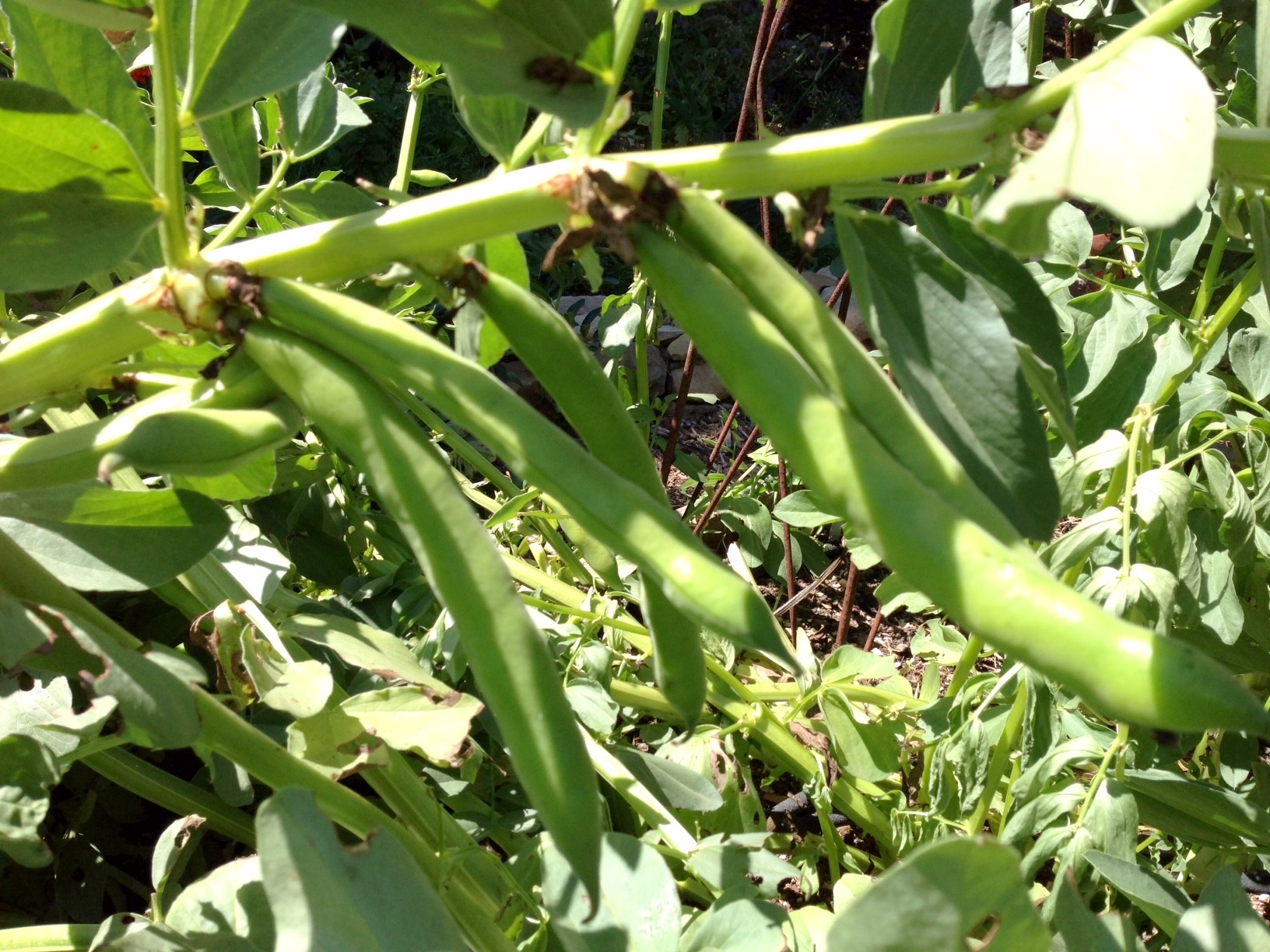 fava bean stem